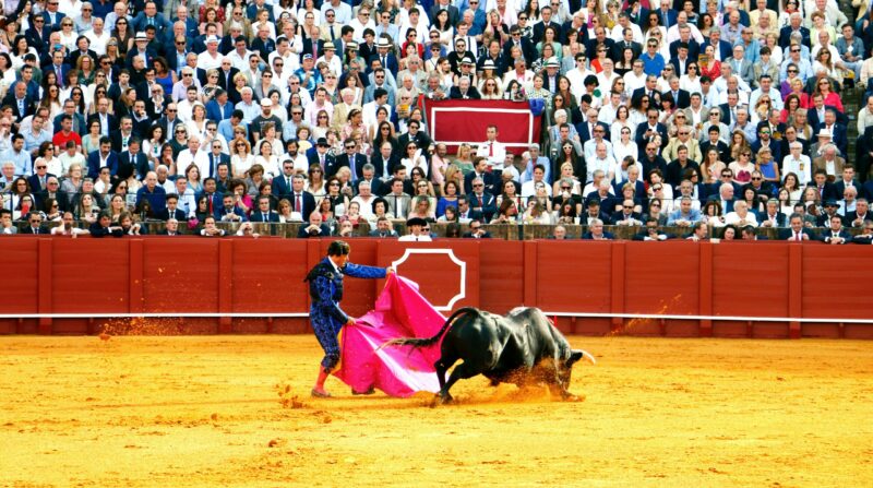 El toro atacó a un carnicero luego de ser dado por muerto, en la ciudad de Murcia, España. Foto: Pexels.