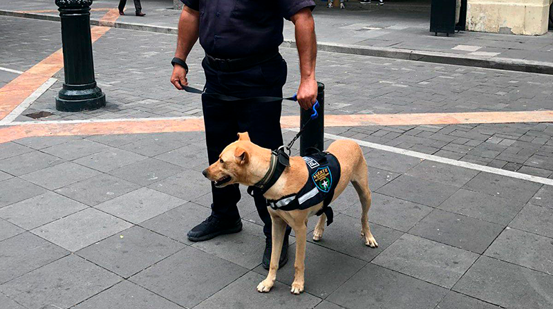 El perro River seguirá siendo parte del Escuadrón Esparta del Municipio de Guayaquil. Foto: Cortesía Municipio de Guayaquil
