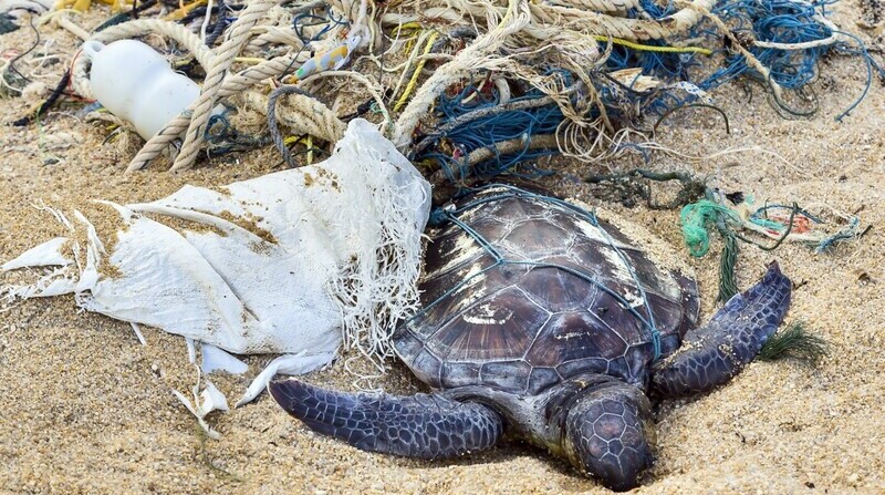 En la minga por el Día Mundial de Limpieza de Playas se logró recolectar 1 546 kilogramos de basura en Posorja y Playas Villamil. Foto cortesía Fundación Juntos por la Vida Marina