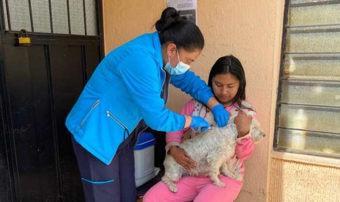El 28 de septiembre, brigadas recorrieron San Antonio de Pichincha, Calacalí y Perucho, vacunando a la población canina. Foto: Twitter Ministerio de Salud