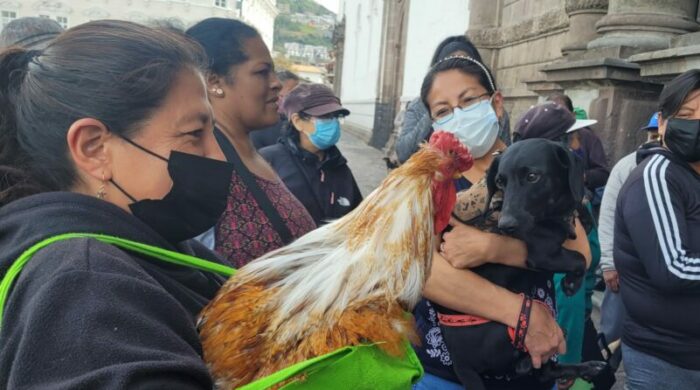 Karina Suárez junto a su gallo Pucho, en la bendición de animales de la iglesia de San Francisco en Quito. Foto: Orlando Silva / EL COMERCIO.