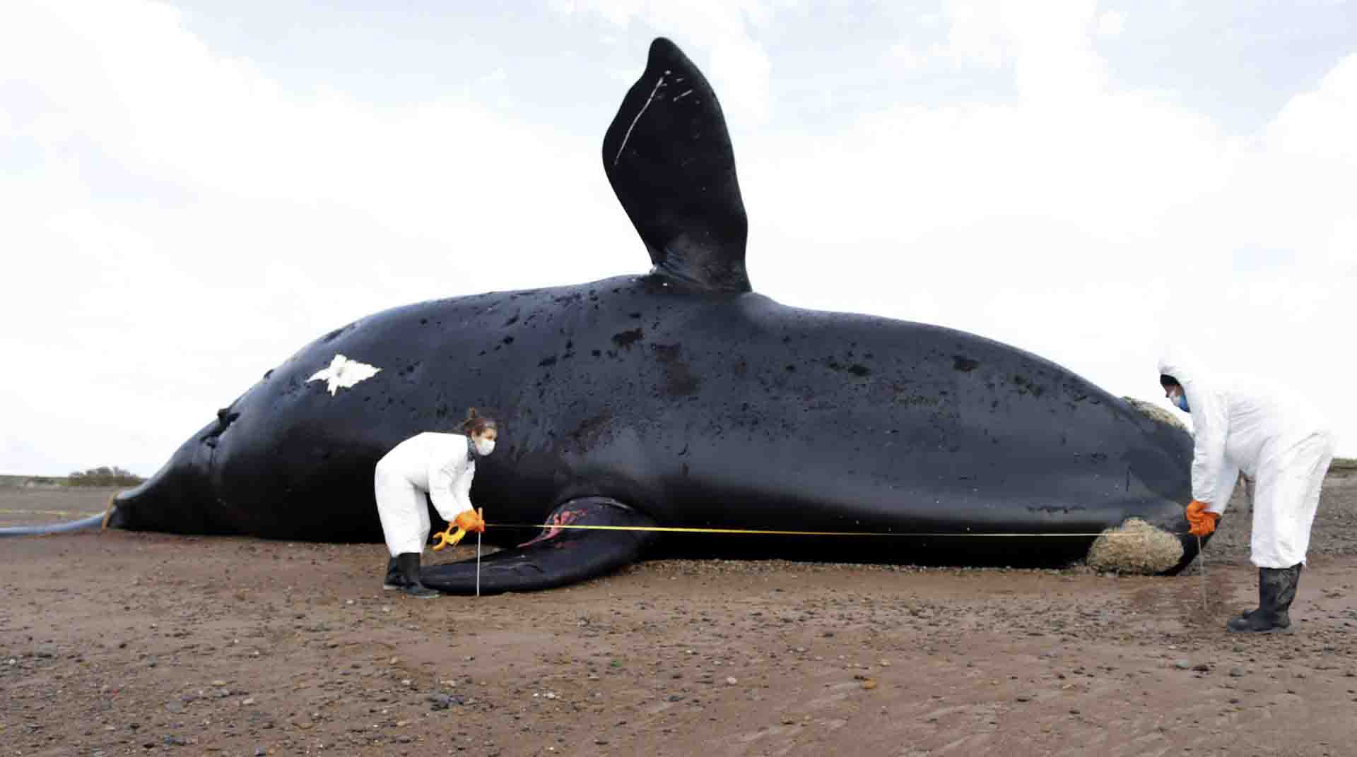 Unos investigadores que trabajan en una ballena muerta a principios de octubre de 2022, en una playa de la Península Valdés, provincia Chubut (Argentina). Foto: EFE