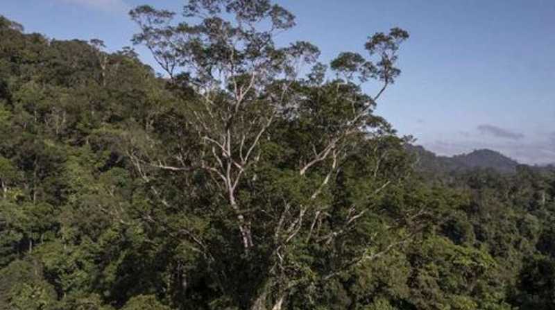 Imagen referencial. El árbol más alto está en medio de la selva. Foto: Internet