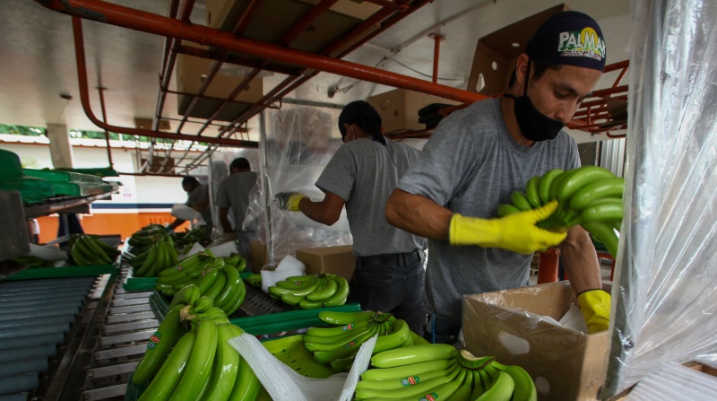 Los reclamos de los bananeros mexicanos son una de las razones del retraso en el cierre del convenio comercial entre ambas naciones. Foto: Enrique Pesantes/ EL COMERCIO.