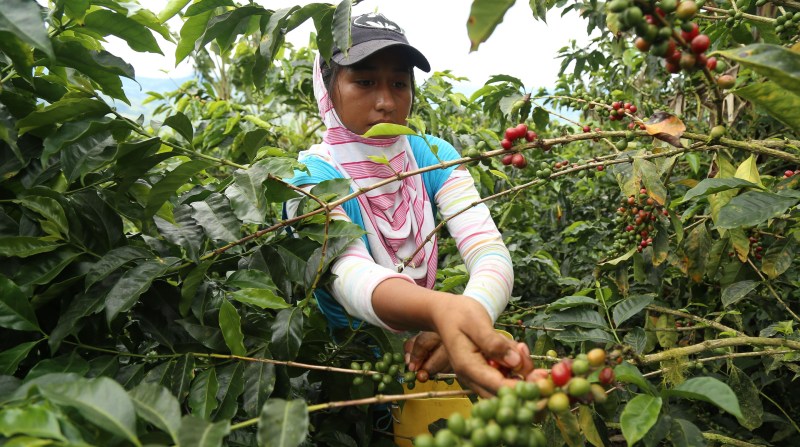 Los pequeños productores nacionales de café (foto) y de cacao están entre los objetivos del proyecto de certificación ambiental. Foto: Diego Pallero / EL COMERCIO.