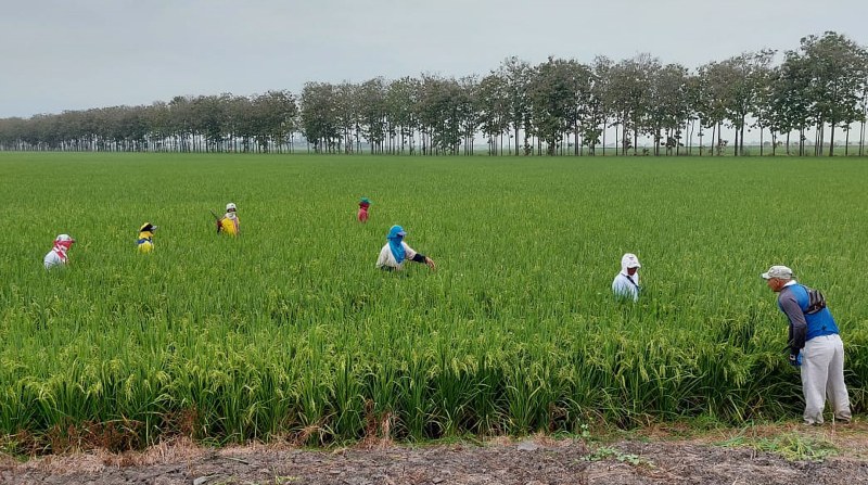  En el cantón Palestina, provincia de Guayas, los arroceros cultivan menos el producto y en otras zonas diversifican la siembra con maíz. Foto: Cortesía.