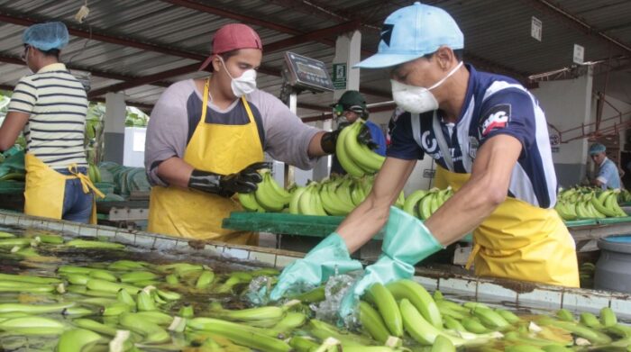 Las Exportaciones De Banano Bajaron 6 6 En Ecuador El Comercio