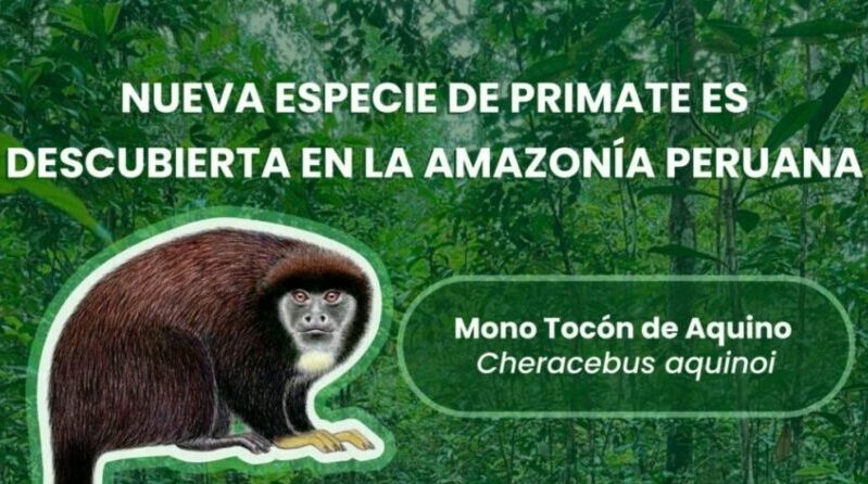 El mono tocón de Aquino haita la selva amazónica peruana. Foto: Twitter Yunkawasi.