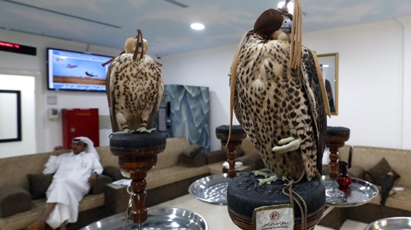 La tenencia de los halcones es una tradición milenaria en Catar. Se invierten miles de dólares en estas aves. Foto: EFE.