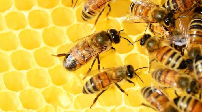 Imagen referencial. Las abejas se parecen a las personas cuando ordenan números. Foto: Pixabay
