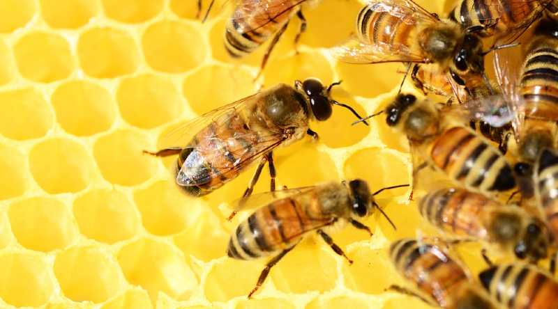Imagen referencial. Las abejas se parecen a las personas cuando ordenan números. Foto: Pixabay