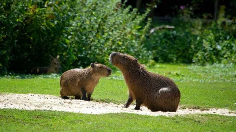 Los sospechosos habrían cazado cuatro capibaras, consideradas como protegidas en la lista de especies vulnerables de fauna silvestre. Foto: Cortesía Fiscalía