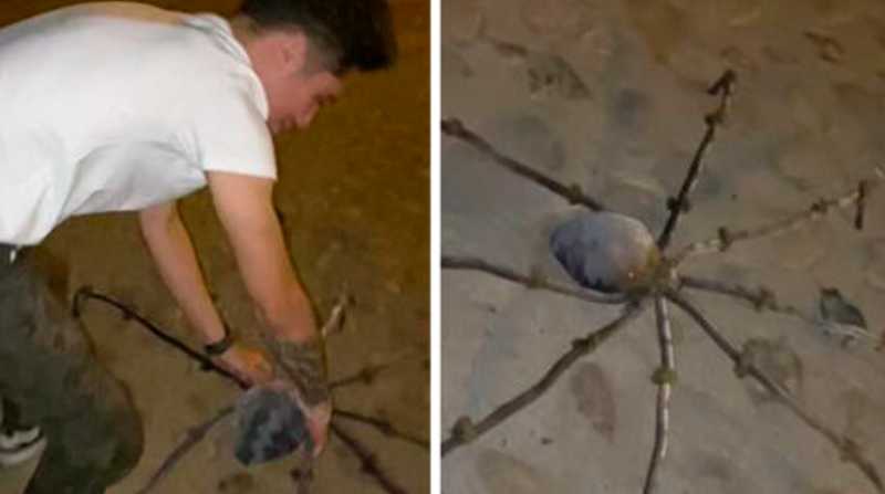 El video de una araña gigante asusta a los internautas. Foto: Internet