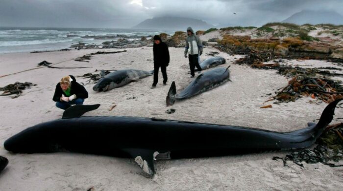 Ciudadanos contemplan los cuerpos sin vida de algunas de las ballenas que quedaron varadas en la playa. Foto: Archivo / EFE