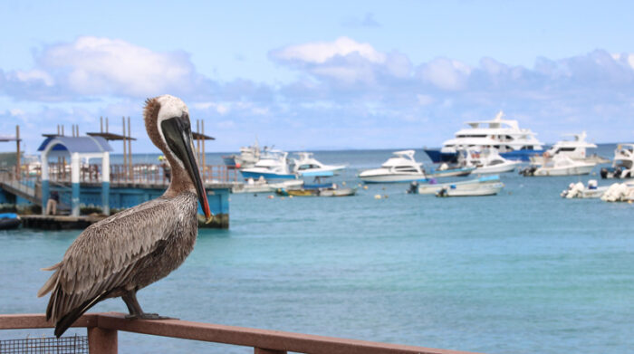 El Gobierno planteó el canje de deuda por bonos azules para ampliar la reserva marina de las Islas Galápagos. Estos instrumentos financieros siguen en las opciones de financiamiento. Foto: EFE