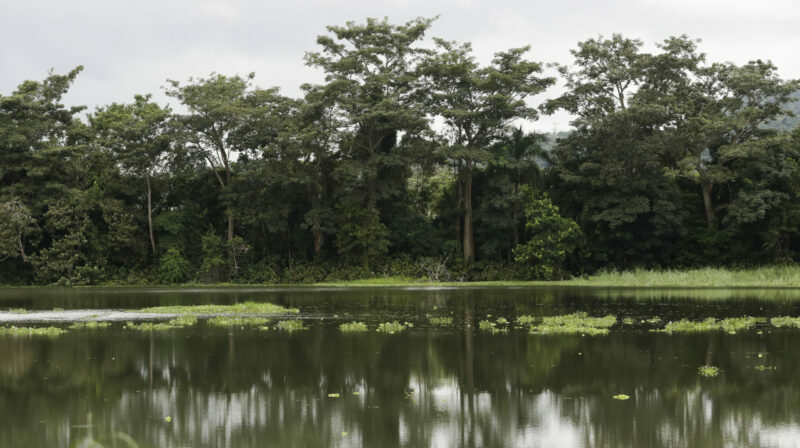 Fotografía del río Chagres en el parque nacional Camino de Cruces, en ciudad de Panamá (Panamá). Foto: EFE.