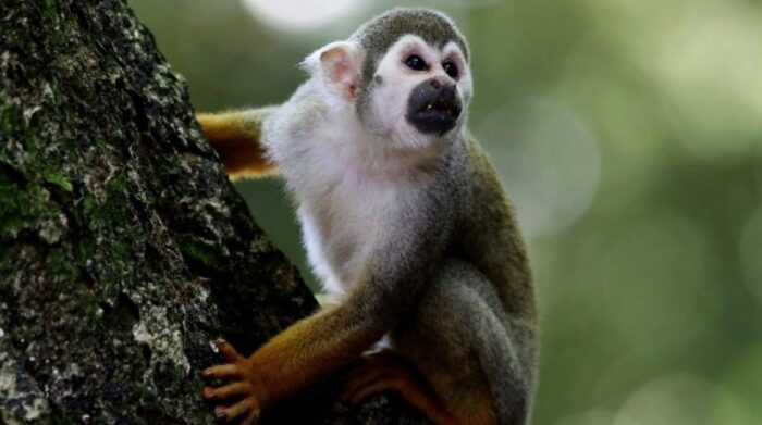 En la fotografía se aprecia un primate conocido como capuchino ce cabeza blanca. Foto: Europa Press