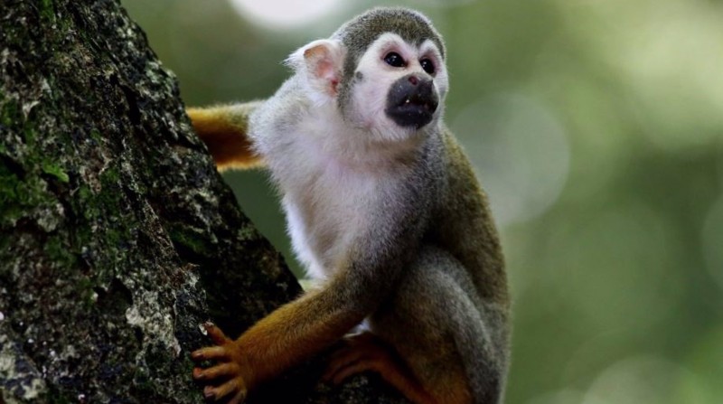 En la fotografía se aprecia un primate conocido como capuchino ce cabeza blanca. Foto: Europa Press
