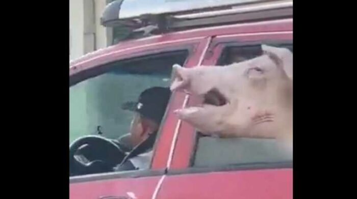 Un cerdo se movilizaba en el interior de un auto. Foto: Captura de video