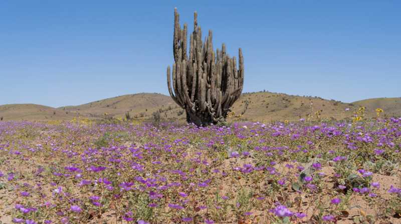 Vista del fenómeno del desierto florido, el 9 de octubre 2022 en la región de Atacama (Chile). Foto: EFE/ADRIANA THOMASA