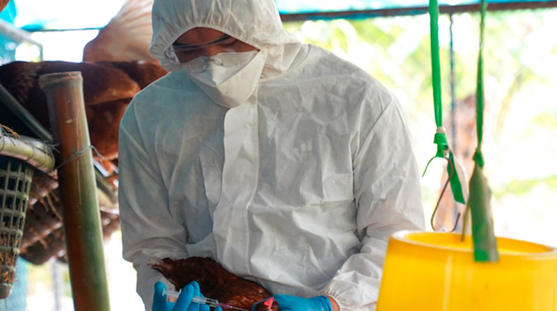 Imagen referencial. La influenza aviar H5N1 se reportó por primera vez en Colombia, según un informe de la Organización Mundial de Sanidad Animal. Foto: Twitter WOAH