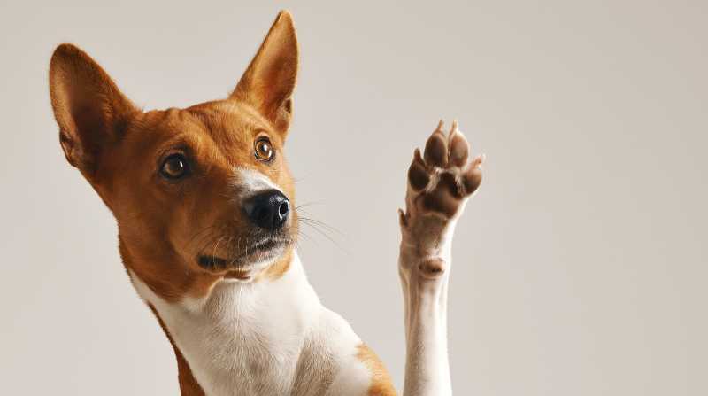 Imagen referencial. Un estudio detalla que los perros pueden detectar el estrés de las personas. Foto: Freepik