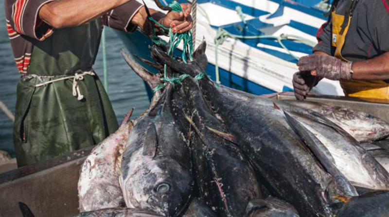 Ecuador exporta a Costa Rica pescado fresco, sus preparados y conservas. Foto: Min. Producción