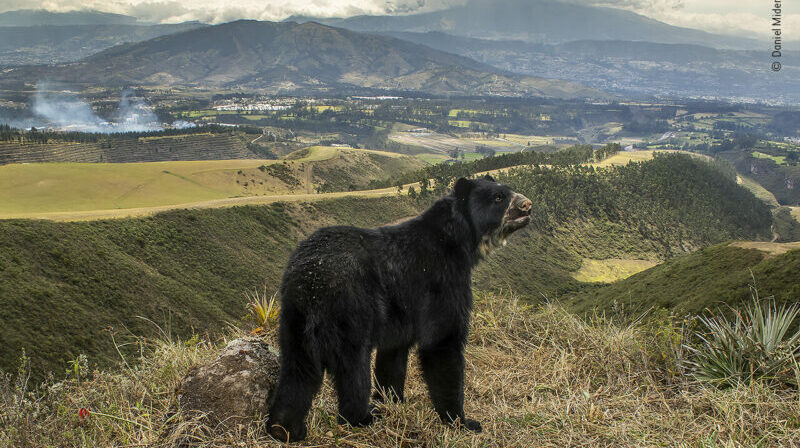 La foto llevó a Daniel Mideros a volverse el fotógrafo de vida silvestre del año retrata a un oso de anteojos. Foto: Twitter WPY.