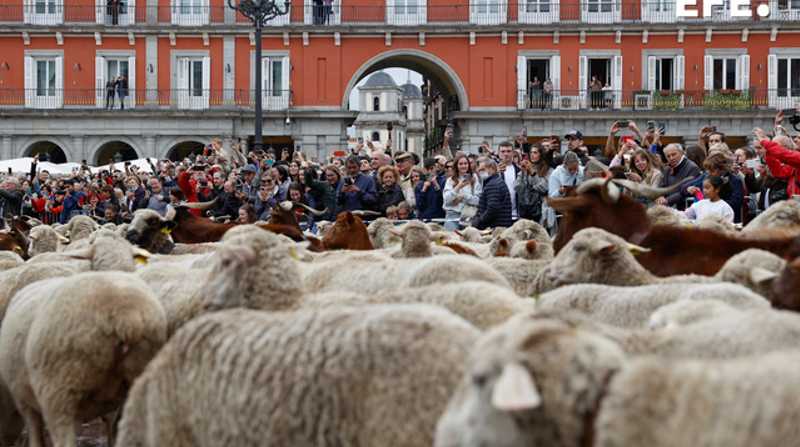 Miles de ovejas con sus pastores recorrieron las calles de Madrid. Foto: EFE