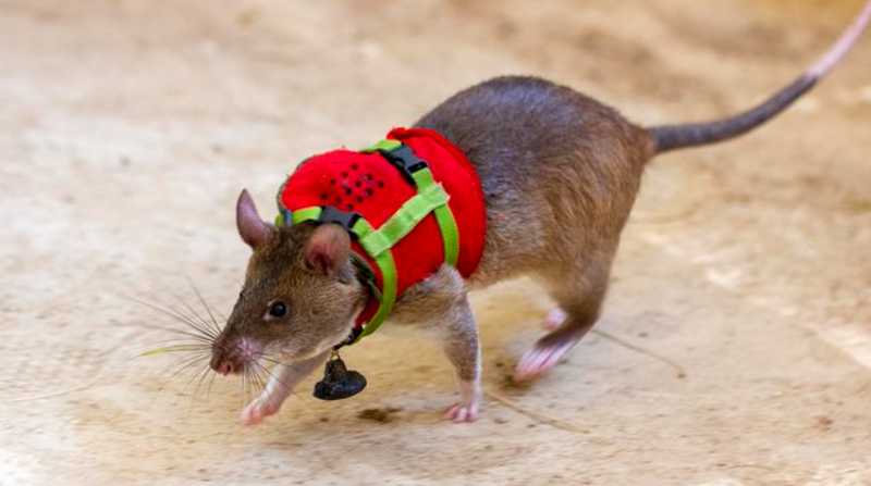 Un organización entrena ratas para apoyar rescates. Foto: Internet