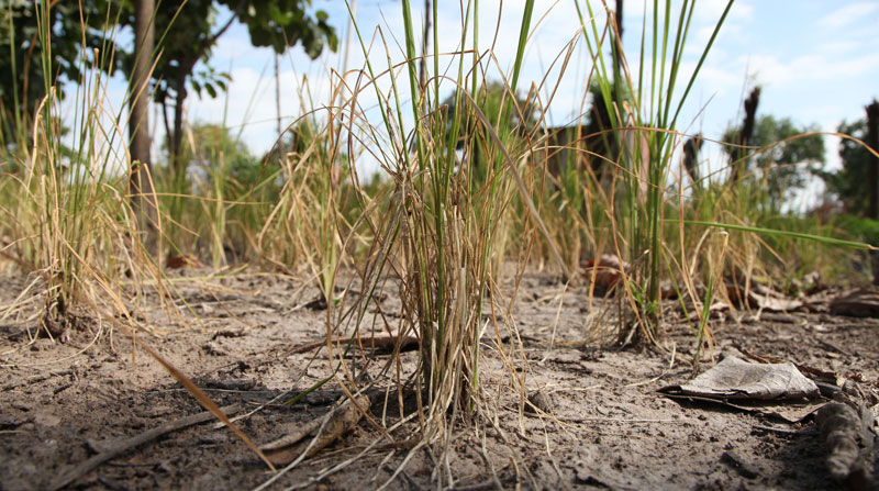 La sequía es otro de los efectos inmediatos que se han visto en los terrenos por el cambio climático. Foto: Archivo/ EL COMERCIO