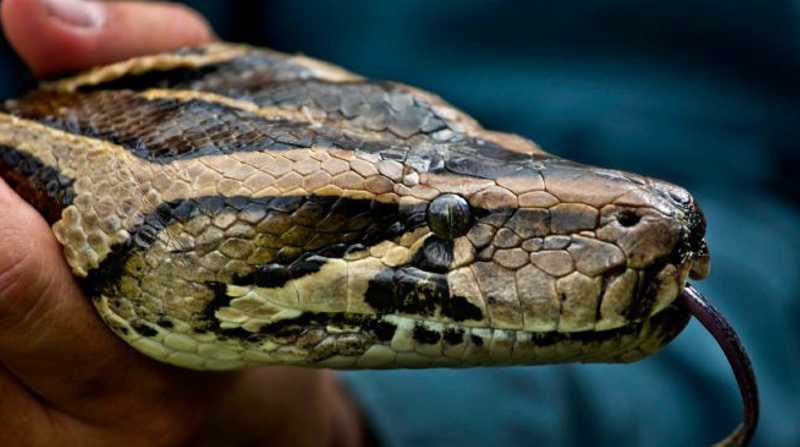 Imagen referencial. Una serpiente pitón guardaba en su estómago el cuerpo de una mujer. Foto: Internet