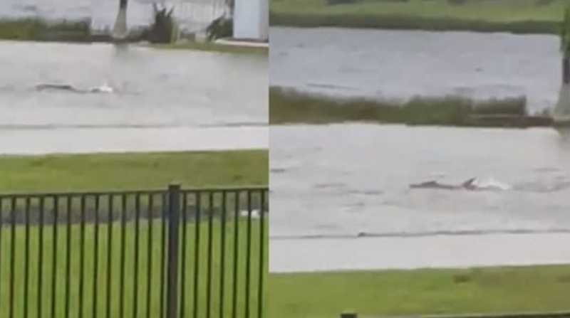 Usuarios de las redes sociales vieron un tiburón nadando por la calles de Florida. Foto: Captura del video Twitter @ArmandoSalguero
