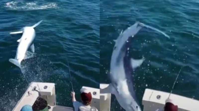 Un tiburón saltó al interior de una embarcación en Estados Unidos. Foto: Internet
