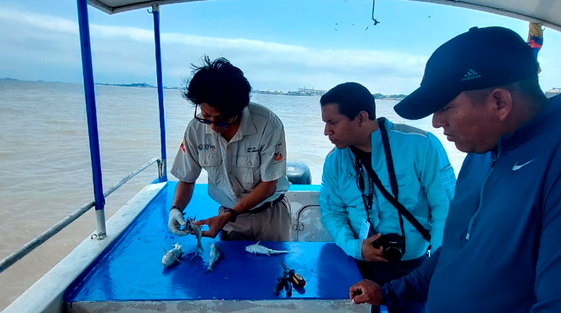 Las autoridades recogieron los peces muertos y tomaron muestras de agua del río Guayas para su análisis. Foto: Ministerio del Ambiente