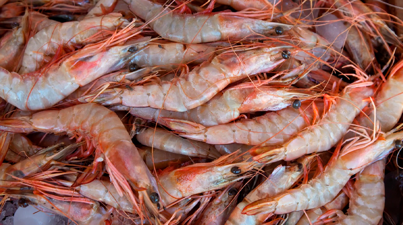 Imagen referencial. Prado recordó que la pesca y el camarón representan casi el 8 % del producto interior bruto (PIB) de Ecuador. Foto: Freepik