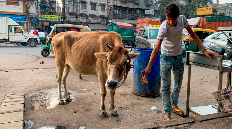 Un hombre ordeña una vaca en una "gaushala" o refugio de vacas en el sur de Nueva Delhi. EFE