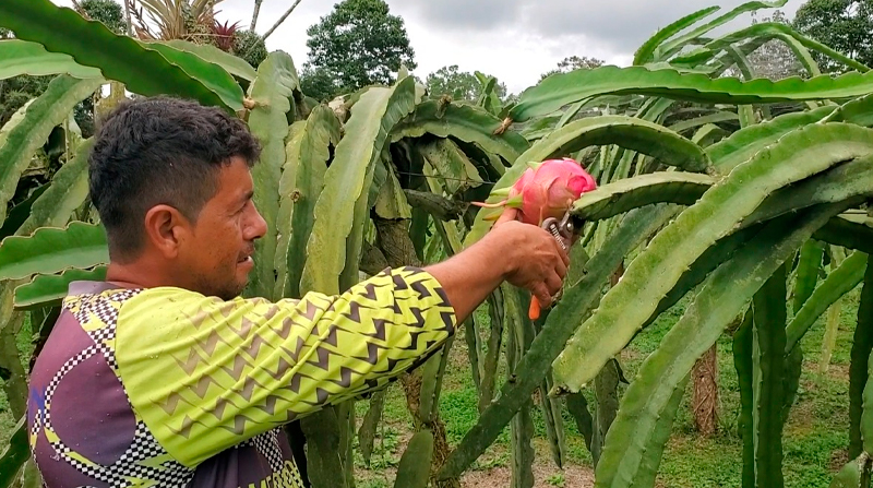 Ecuador cuenta con 1 528 hectáreas de producción de pitahaya. Foto: Cortesía