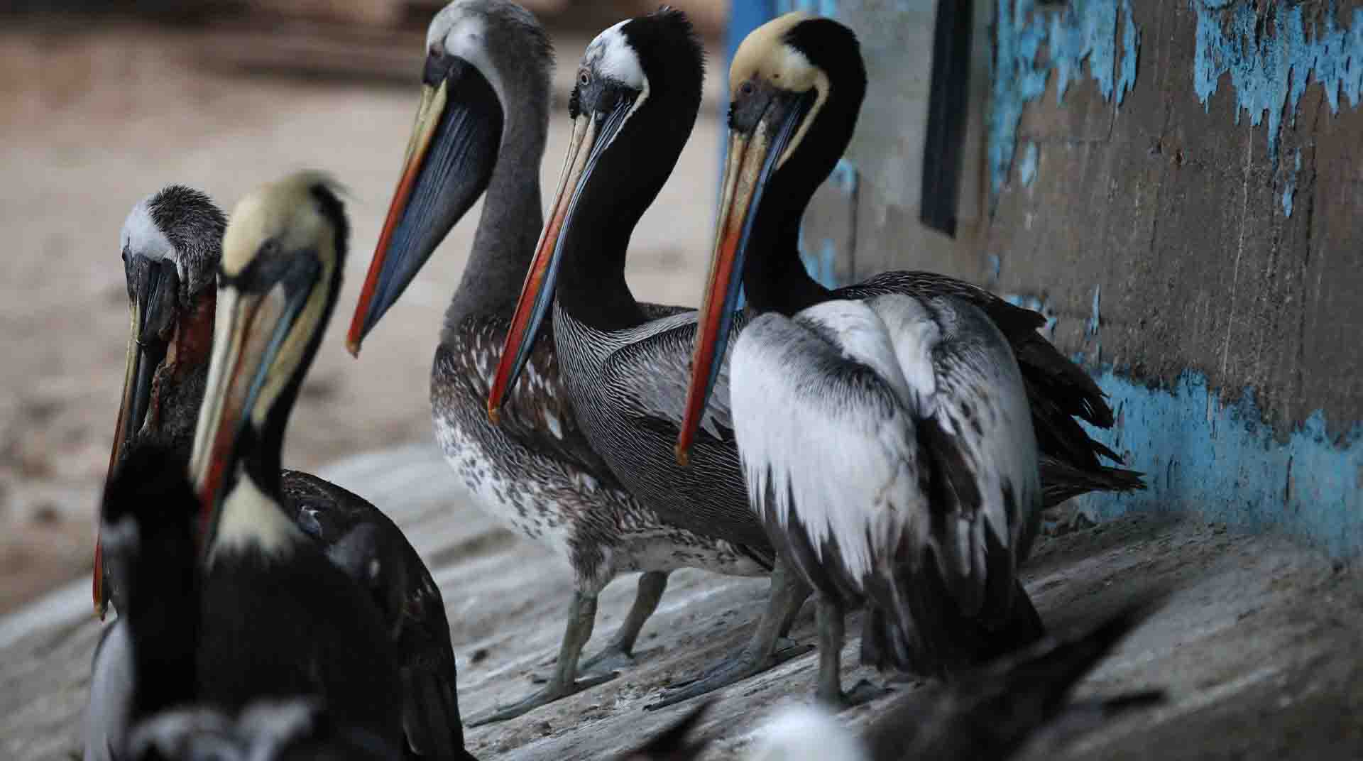 Al menos 13 869 aves marinas silvestres, la mayoría de ellas pelícanos, han muerto por la influenza aviar tipo H5N1 en distintos puntos de la costa peruana. Foto: EFE