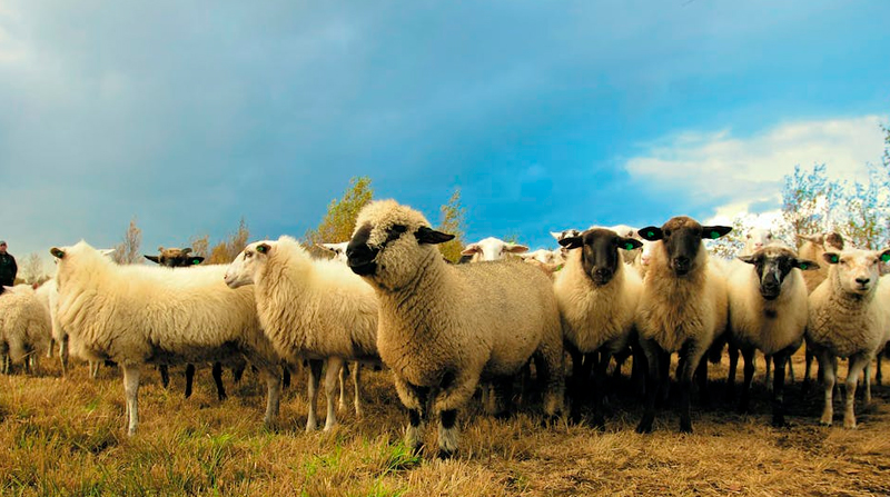 Imagen referencial. La dueña del rebaño afirmó que todo comenzó con unas pocas ovejas antes de que se uniera todo el rebaño. Foto: Pexeles