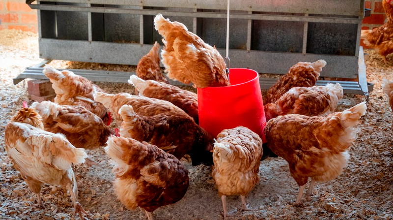 Imagen referencial. La producción y suministro de productos avícolas de calidad están garantizados para la población y consumo humano. Foto: Pexeles
