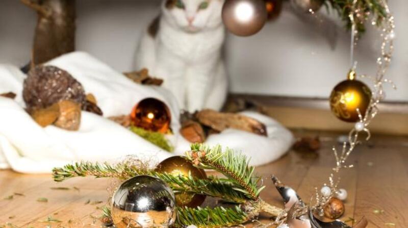 Es muy común que los gatos se vean atraídos por las decoraciones navideñas. Foto: iStock