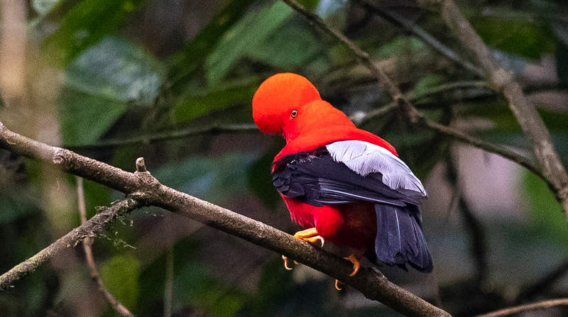Fotografía del ave gallito de la peña, con su estridente color rojo, el 17 de noviembre de 2022, en Nanegalito, en la zona boscosa Chocó Andino de Pichincha. Foto: EFE