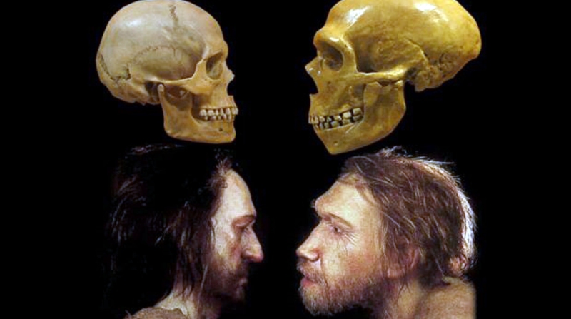 El Homo sapiens (i.) y los neandertales pudieron haber competido por alimentos y vivienda, pero también hay evidencia de que procrearon. Foto: Twitter CSIC.