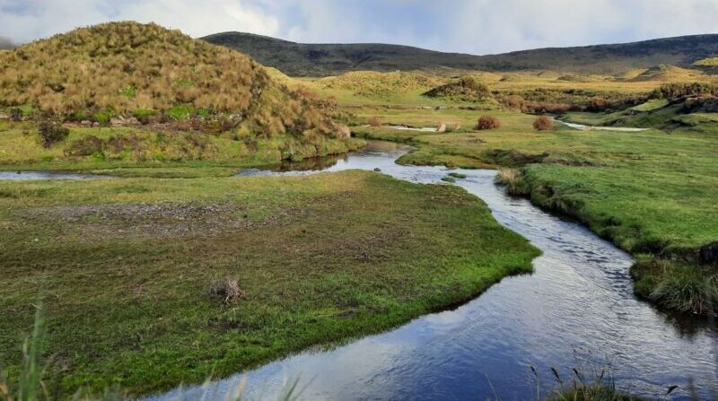 Según mediciones, un páramo degradado produce un 38% menos de recurso hídrico que un hábitat en buen estado. Foto: Cortesía EPMAPS.