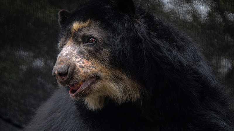 El oso Suro falleció en el zoológico de Quito por una enfermedad degenerativa. Foto: Twitter @Zoo_Quito
