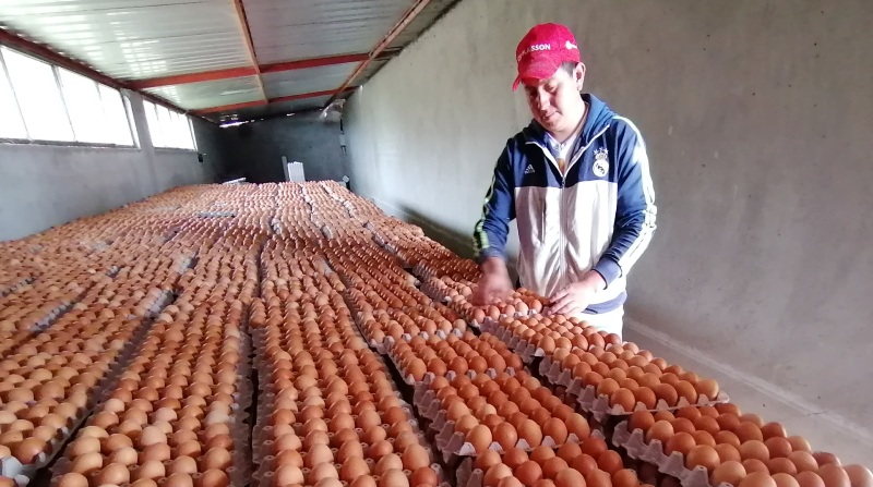 Los avicultores tienen inconvenientes con la venta de huevos, debido a los bajos precios. El alto costo del maíz afecta a la economía del sector. Foto: Modesto Moreta / EL COMERCIO.