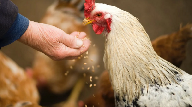 Los dos casos se detectaron en trabajadores de una granja donde se confirmó un brote de gripe en aves el 20 de septiembre. Foto: Pexels