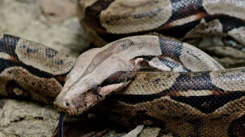 La boa hallada es un reptil en peligro de extinción. Foto: Internet