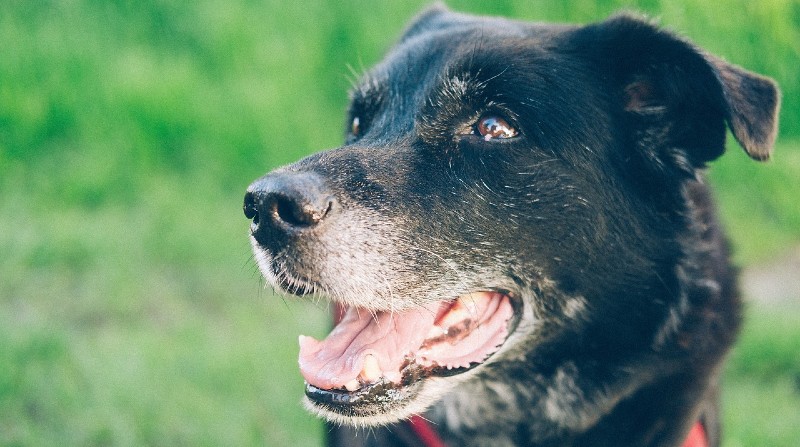 Imagen referencial. Un perro en Buenos Aires, Argentina, llamado Negro fue ahorcado por su dueño. El hecho se viralizó. Foto: Pixabay